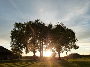 ciel plus arbres